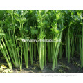 Hybrid high yield celery seeds for growing-Shery
